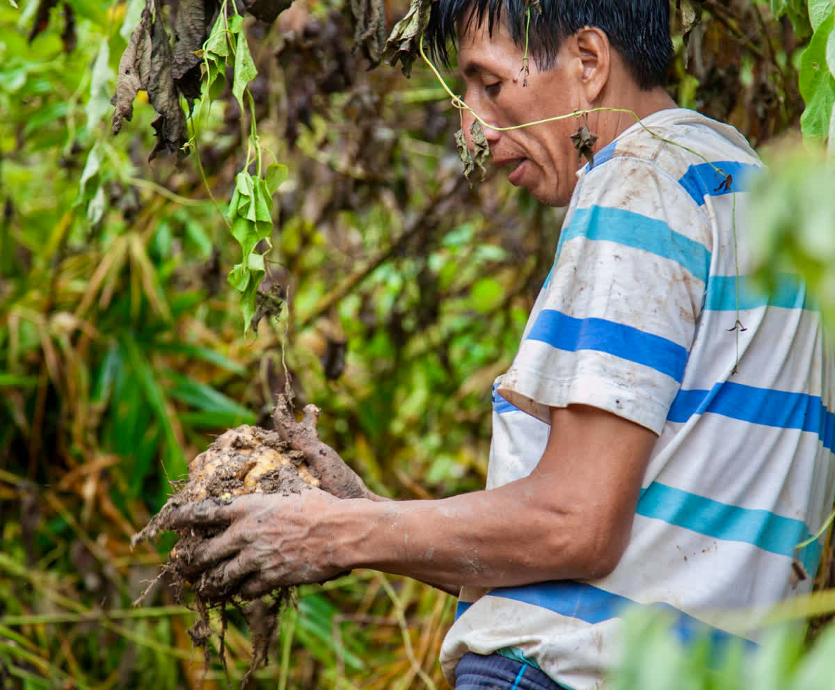 De la selva central a tu mesa: la historia de Ipoki by La Grama