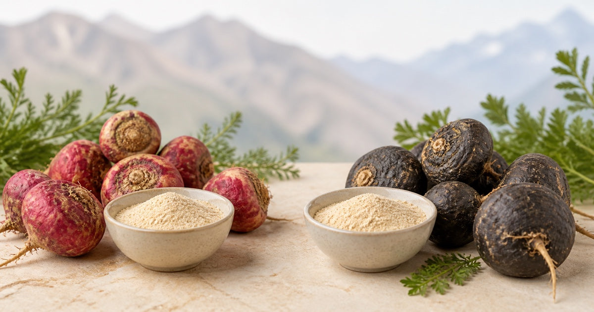 Raíces de maca roja y maca negra junto a dos cuencos de maca en polvo