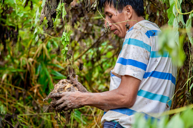 Agricultor cosechando una raíz en la Selva Central del Perú