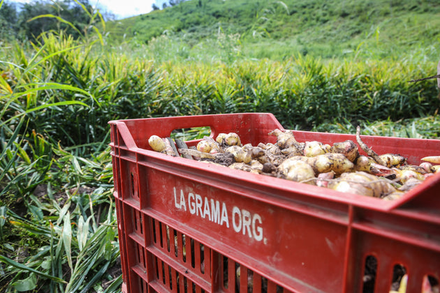 Cajas de jengibre cosechado en campos de La Grama