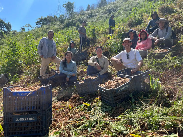 Familias agricultoras de La Grama durante una cosecha de jengibre